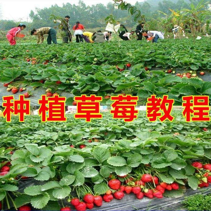 草莓种植技术全套视频教程大全科学培训方法经验大棚栽培教程资料-淘宝虚拟仓
